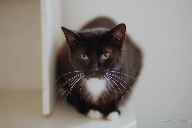 brys-wspanialy-delikatny-kotek-szuka-domu-90576-sprzedam.webp