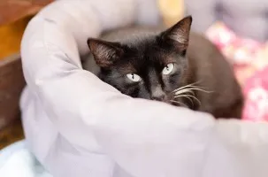 Bryś - wspaniały, delikatny kotek szuka domu!