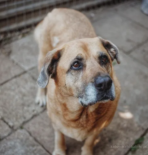 Suzi - domowa, wychowana suczka szuka domu!