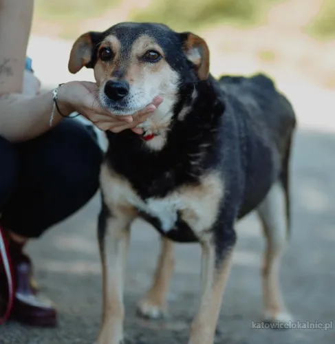 Fiodor - spokojny, niekonfliktowy psiak szuka domu!