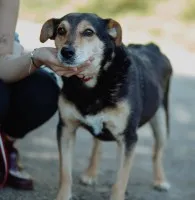 Fiodor - spokojny, niekonfliktowy psiak szuka domu!
