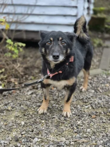 Józia - nakolankowa, wesoła sunia szuka domu!