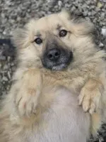 Maniuś, mały promyk radości szuka domu