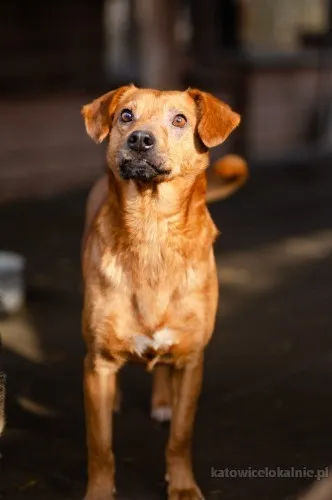Rożek - prawdziwy diament do pokochania!