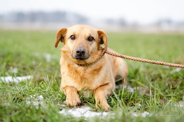 Delikatny Rudzik, oaza łagodności do pokochania!
