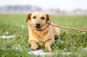 Delikatny Rudzik, oaza łagodności do pokochania!