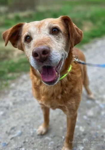 Staś - cudowny psi dziadek BŁAGA o dom!