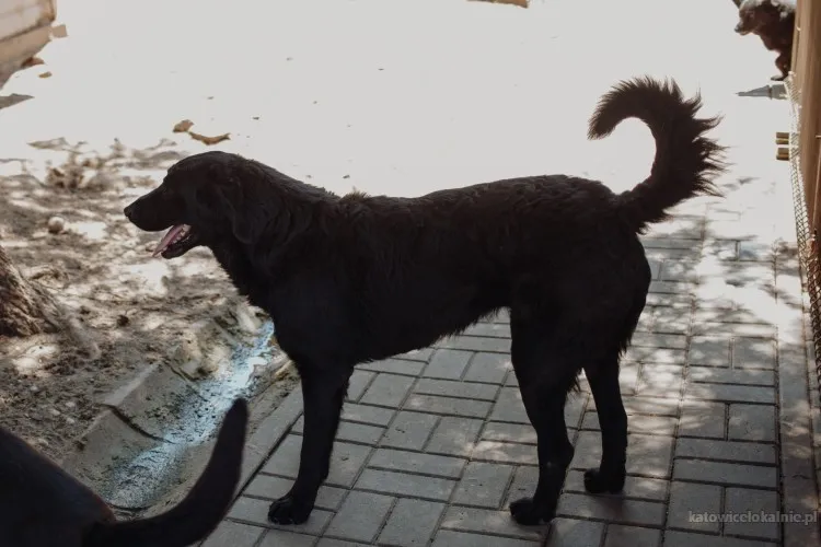 pluto-lagodny-wesoly-labrador-mix-szuka-domu-90647-katowice.webp