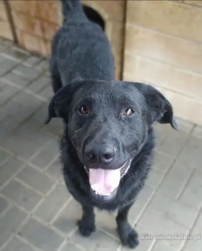 Pluto - łagodny, wesoły LABRADOR mix szuka domu