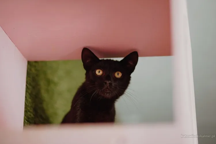 koks-roczny-cudowny-kociak-szuka-domu-90649-katowice.webp