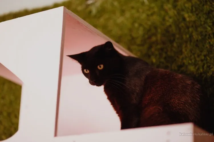 koks-roczny-cudowny-kociak-szuka-domu-90649-sprzedam.webp