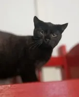 Koks - roczny, cudowny kociak szuka domu!