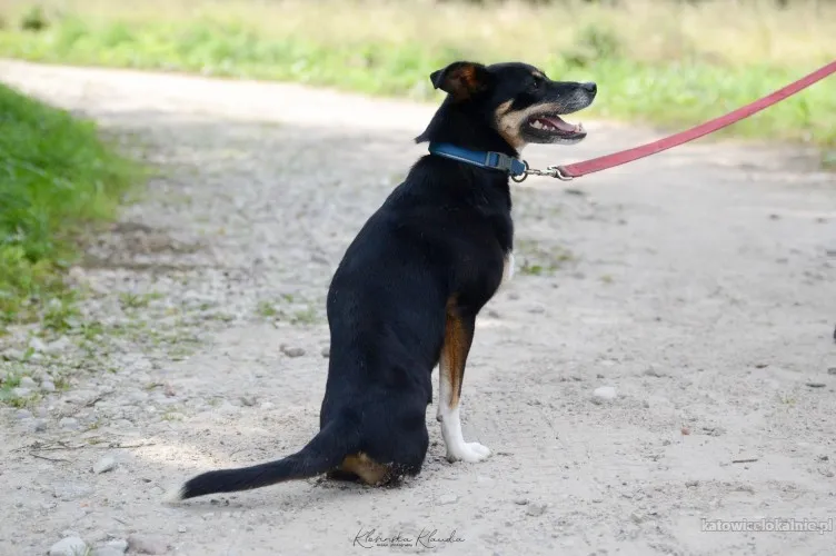 natka-wyjatkowa-sunia-szuka-domu-90992-sprzedam.webp