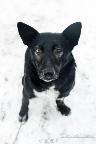 marko-niekonfliktowy-wesoly-psiak-szuka-domu-90996-zdjecia.webp