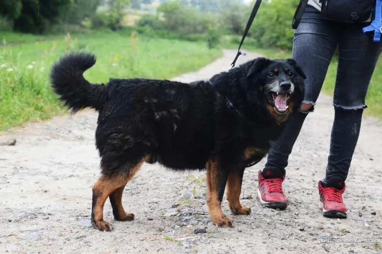 dzeki-niekonfliktowy-wspanialy-psiak-szuka-domu-91026-sprzedam.webp