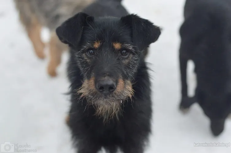 disel-cudny-niesmialy-terrierek-szuka-domu-91027-katowice.webp