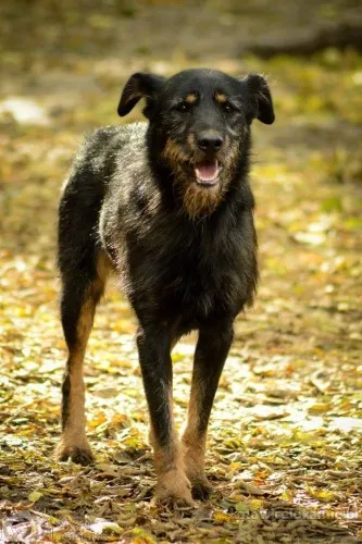 disel-cudny-niesmialy-terrierek-szuka-domu-91027-sprzedam.webp