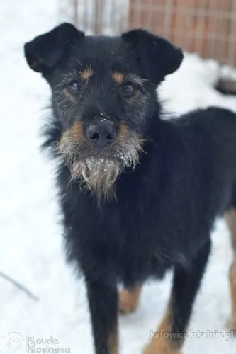 disel-cudny-niesmialy-terrierek-szuka-domu-91027-zdjecia.webp