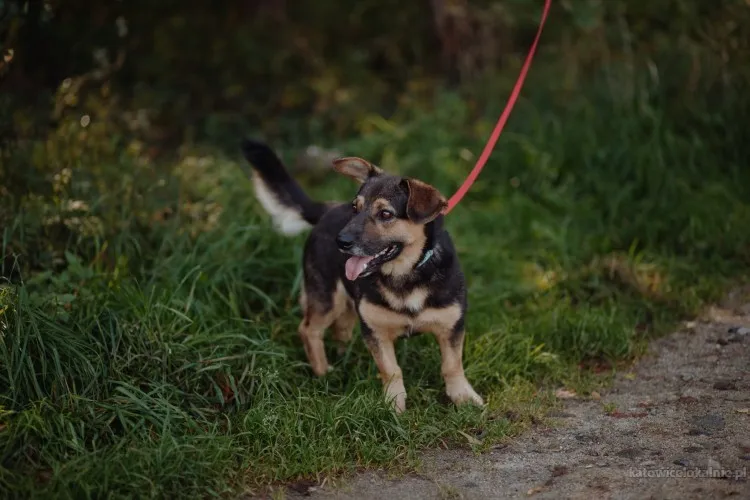niskopodlogowy-lagodny-baloo-szuka-domu-91280-katowice.webp