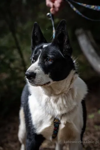 pako-przyjazny-wesoly-proludzki-karelczyk-mix-91464-katowice.webp