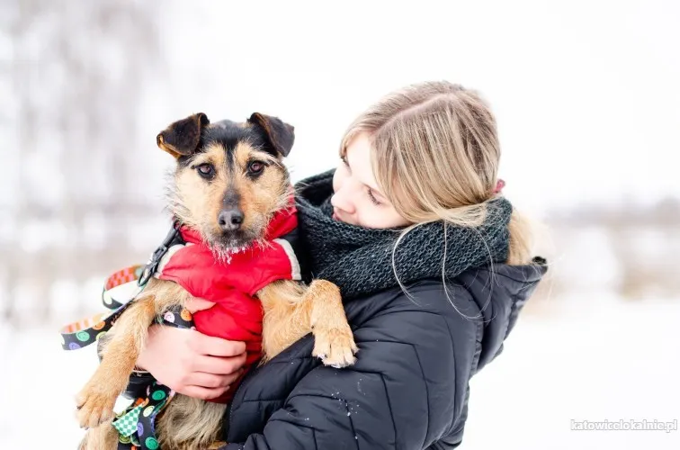 roxi-mloda-niekonfliktowa-niewielka-suczka-91529-katowice.webp