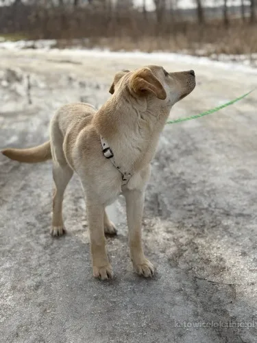goldi-wesoly-szczeniak-w-typie-labradora-91535-katowice.webp