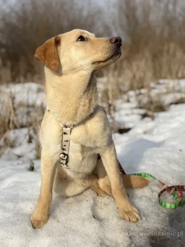 goldi-wesoly-szczeniak-w-typie-labradora-91535-psy.webp