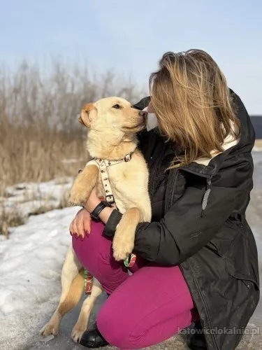 goldi-wesoly-szczeniak-w-typie-labradora-91535-sprzedam.webp