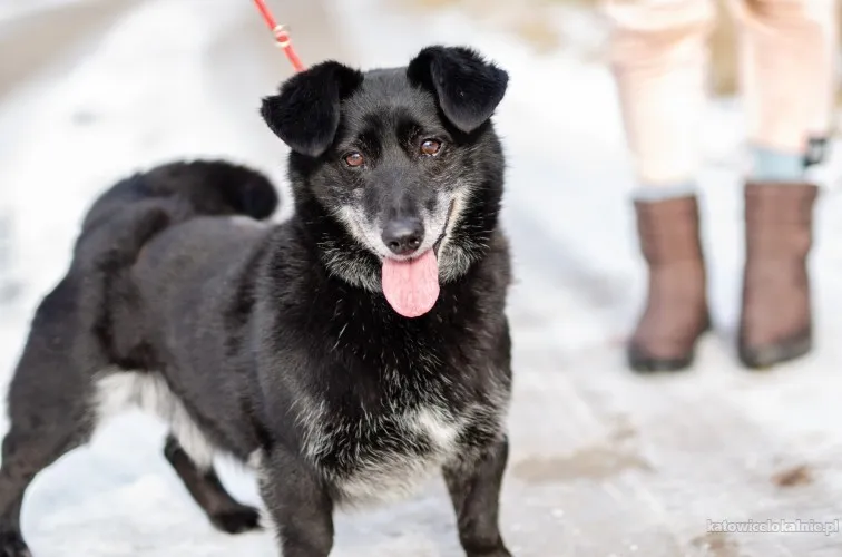 patyk-wesoly-maly-psiak-szuka-domu-91731-psy.webp