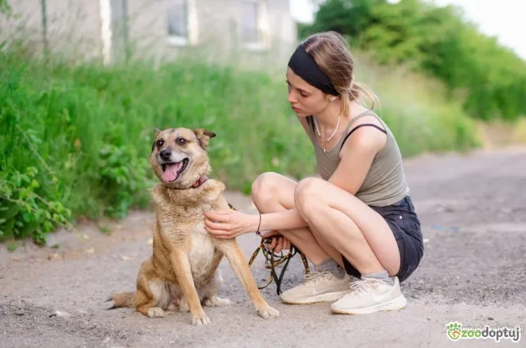 tores-przekochany-niekonfliktowy-psiak-do-adopcji-91856-katowice.webp
