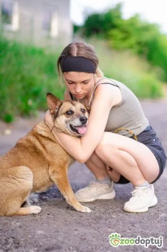 tores-przekochany-niekonfliktowy-psiak-do-adopcji-91856-sprzedam.webp