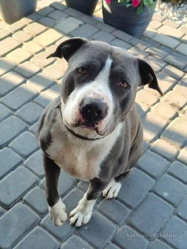 cudowny-mlody-domowy-amstaff-szuka-domu-92230-sprzedam.webp