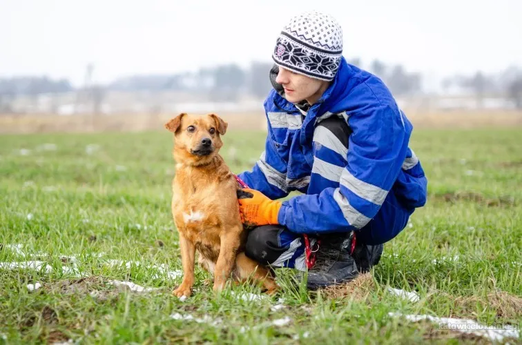 rozek-delikatny-lagodny-niewielki-psiak-92378-sprzedam.webp