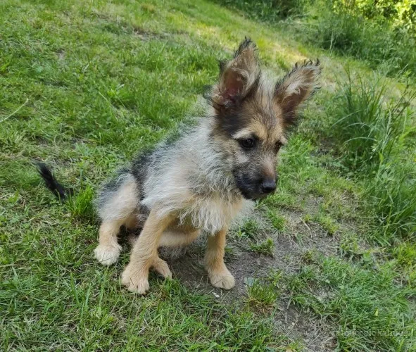 klara-12-tygodniowa-terier-mix-szuka-domu-92442-katowice.webp